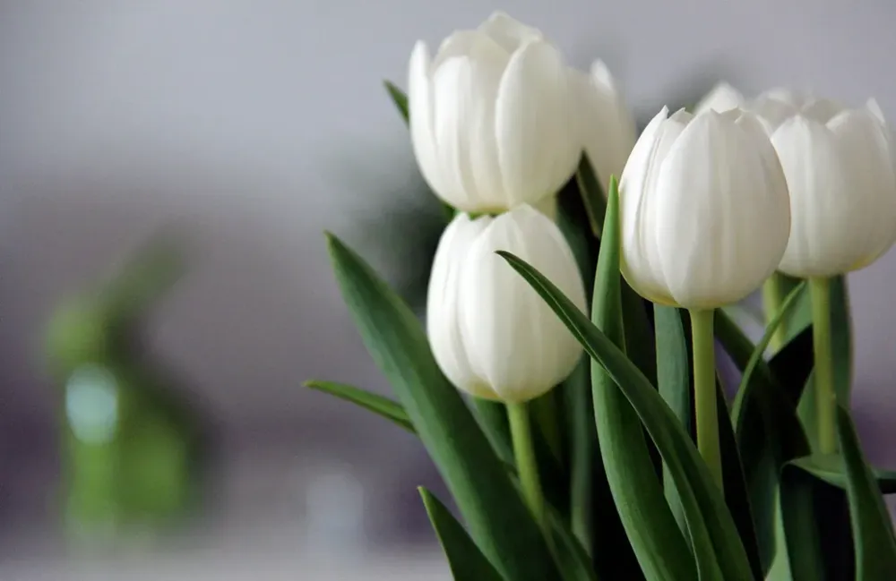 Tulipes