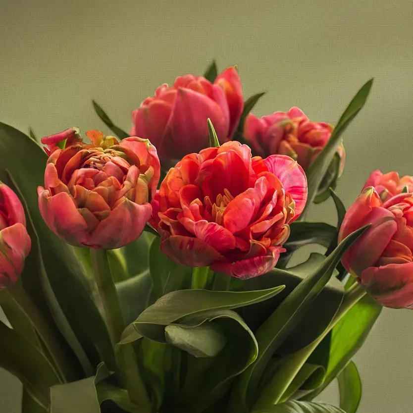 Tulipes