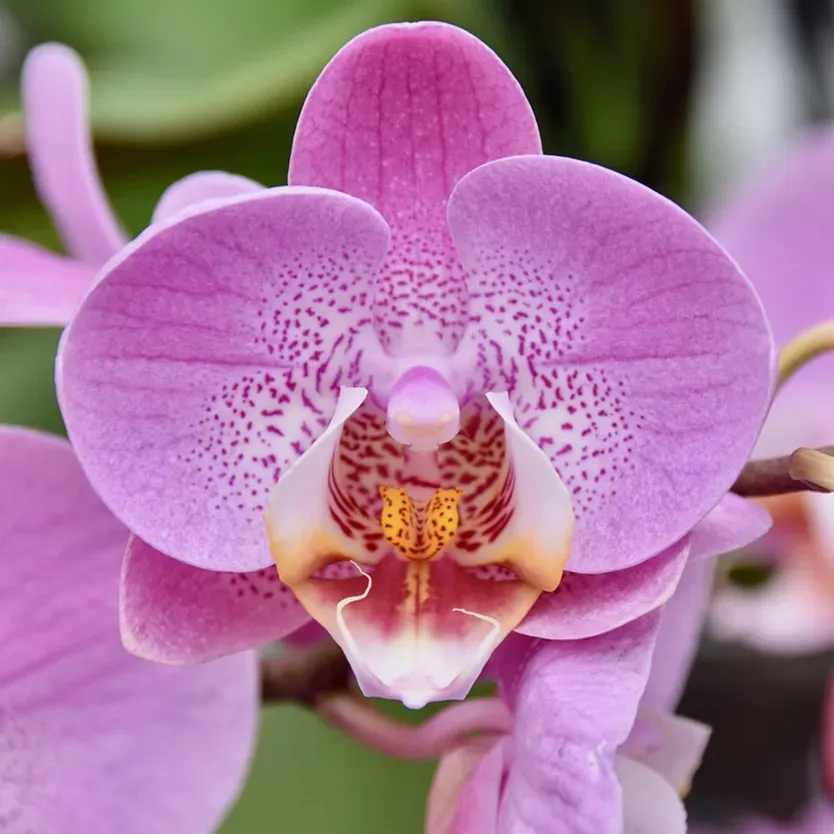 Orchidéewebp