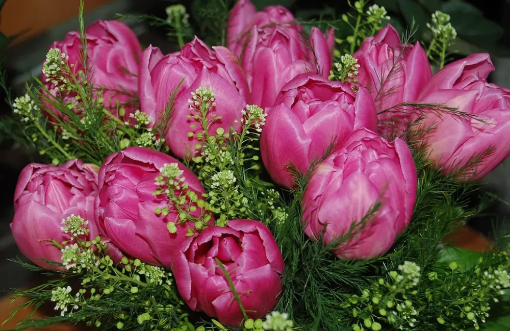Roses