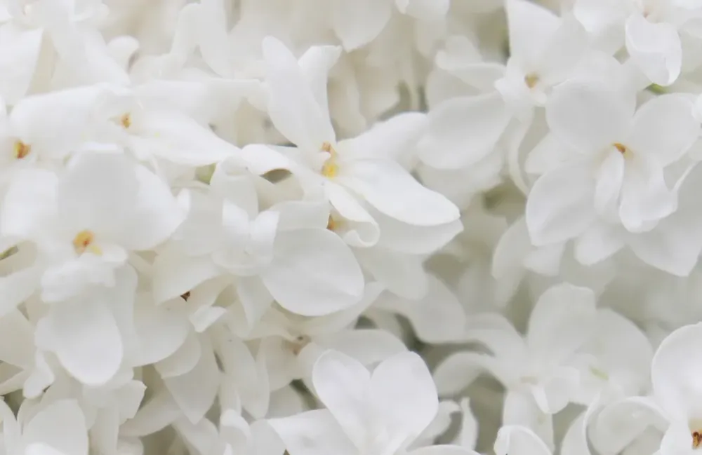 Fleurs blanches
