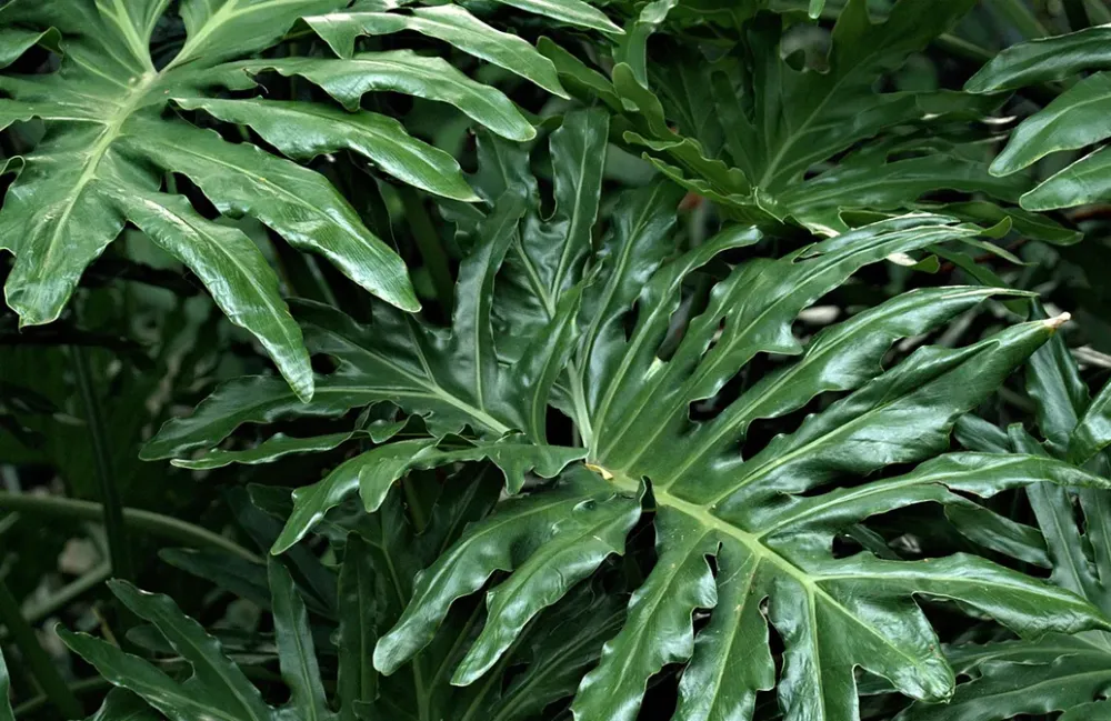 Plantes